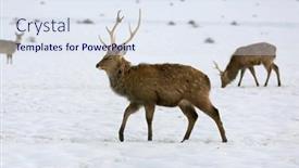  Presentation with winter walk by stream - Slide deck with wild-deer-walk-on-winter background and a sky blue colored foreground