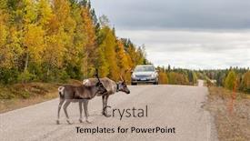  Presentation with finland - Presentation featuring wild-deers-crossing-highway background and a mint green colored foreground
