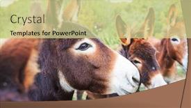  Presentation with pin tail on donkey - Beautiful slide deck featuring wild-donkey-in-northern-cyprus backdrop and a soft green colored foreground