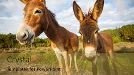  Presentation with wild west for - Cool new theme with wild-donkey-in-northern-cyprus backdrop and a gold colored foreground