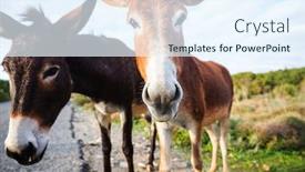  Presentation with pin tail on donkey - Cool new slides with wild-donkey-in-northern-cyprus backdrop and a sky blue colored foreground