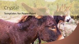  Presentation with wild sex - Audience pleasing presentation theme consisting of wild-donkey-in-northern-cyprus backdrop and a lemonade colored foreground