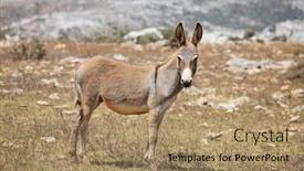  Presentation with mule - Presentation having wild-donkey-mule-island-socotra background and a coral colored foreground