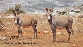  Presentation with mule - Audience pleasing presentation theme consisting of wild-donkey-mule-island-socotra backdrop and a coral colored foreground