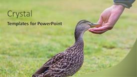  Presentation with duck - Audience pleasing slide set consisting of wild-duck-being-feed backdrop and a mint green colored foreground