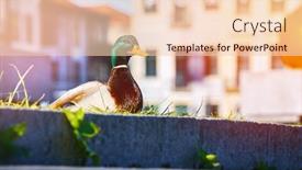  Presentation with duck - Slide deck with wild-duck-bird-sitting background and a lemonade colored foreground