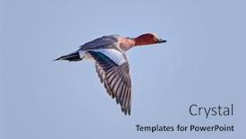  Presentation with duck - Beautiful presentation design featuring wild-duck-flying-mareca-penelope backdrop and a light blue colored foreground