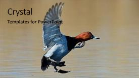  Presentation with duck - Colorful presentation enhanced with wild duck flying over the lake aythya ferina backdrop and a coral colored foreground