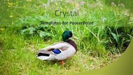  Presentation with duck - 