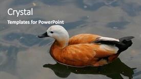  Presentation with teal - PPT theme consisting of brown teal - wild duck is swimming closer background and a gray colored foreground