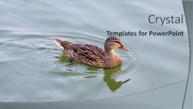  Presentation with water birt - Slide set consisting of wild duck swiming on the water background and a light blue colored foreground