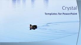  Presentation with duck - Beautiful presentation theme featuring wild-duck-swimming backdrop and a sky blue colored foreground