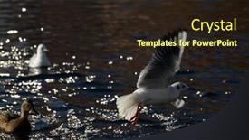  Presentation with live - Colorful PPT theme enhanced with wild-ducks-and-gulls-live backdrop and a wine colored foreground