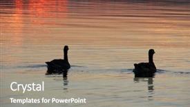  Presentation with duck hunting - Colorful PPT layouts enhanced with wild ducks floating backdrop and a gray colored foreground