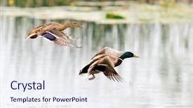  Presentation with lake - PPT theme consisting of wild ducks flying over the lake background and a sky blue colored foreground