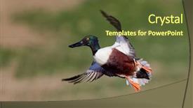  Presentation with duck hunting - Cool new theme with wild ducks in natural habitat backdrop and a tawny brown colored foreground