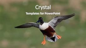  Presentation with duck hunting - Beautiful PPT layouts featuring wild ducks in natural habitat backdrop and a tawny brown colored foreground