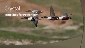  Presentation with natural - PPT theme with wild-ducks-in-natural-habitat background and a violet colored foreground