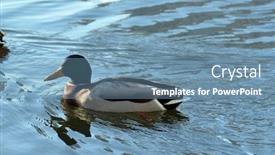  Presentation with residential - Theme enhanced with wild-ducks-live background and a seafoam green colored foreground