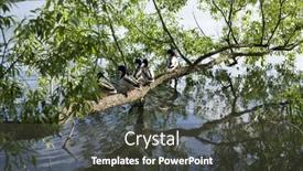  Presentation with lake - PPT theme consisting of wild-ducks-on-the-lake background and a dark gray colored foreground