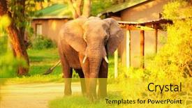  Presentation with eco park - Amazing PPT theme having wild elephant animal in mild backdrop and a yellow colored foreground