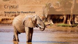  Presentation with water river - Colorful presentation enhanced with wild-elephant-drinking-water backdrop and a coral colored foreground