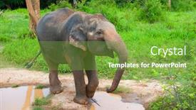  Presentation with elephant - 
