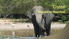  Presentation with elephant maximus - PPT theme having wild elephant lephus maximus vilaliya background and a  colored foreground