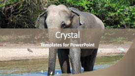  Presentation with elephant maximus - Presentation having wild elephant lephus maximus vilaliya having a bath safari in a national park yala sri lanka background and a coral colored foreground