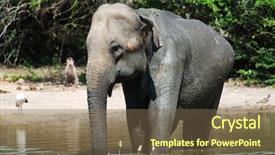  Presentation with elephant maximus - Beautiful slide deck featuring wild elephant lephus maximus vilaliya having a bath safari in a national park yala sri lanka backdrop and a violet colored foreground