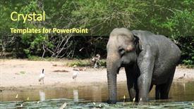  Presentation with elephant maximus - Slide set featuring wild elephant lephus maximus vilaliya having a bath safari in a national park yala sri lanka background and a tawny brown colored foreground