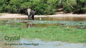  Presentation with elephant maximus - Audience pleasing theme consisting of wild elephant lephus maximus vilaliya having a bath safari in a national park yala sri lanka backdrop and a seafoam green colored foreground