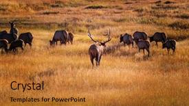  Presentation with rocky - Slide set featuring wild elks grazing background and a gold colored foreground