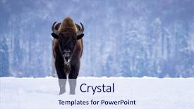  Presentation with bison - Audience pleasing presentation design consisting of wild european bison in snowy backdrop and a sky blue colored foreground