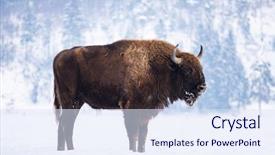  Presentation with bison - Presentation design enhanced with wild european bison in snowy background and a sky blue colored foreground