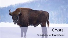  Presentation with bison - Presentation consisting of wild european bison in snowy background and a  colored foreground