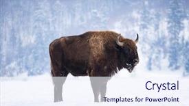  Presentation with bison - Colorful presentation enhanced with wild european bison in snowy backdrop and a sky blue colored foreground
