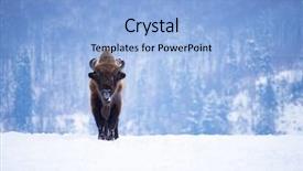  Presentation with bison - Cool new presentation theme with wild european bison in snowy backdrop and a  colored foreground