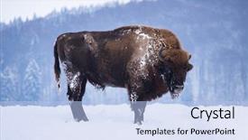  Presentation with bison - PPT theme consisting of wild european bison in snowy background and a  colored foreground