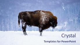  Presentation with bison - Audience pleasing presentation theme consisting of wild european bison in snowy backdrop and a  colored foreground