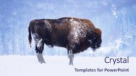  Presentation with bison - PPT theme featuring wild european bison in snowy background and a  colored foreground