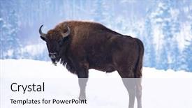  Presentation with bison - Cool new slide set with wild european bison in snowy backdrop and a  colored foreground