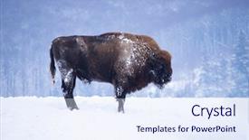 Presentation with bison - Presentation design enhanced with wild european bison in snowy background and a sky blue colored foreground