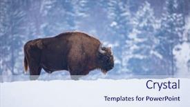  Presentation with bison - Cool new presentation with wild european bison in snowy backdrop and a sky blue colored foreground