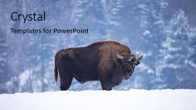  Presentation with bison - Colorful presentation enhanced with wild european bison in snowy backdrop and a light blue colored foreground