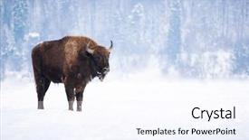  Presentation with bison - Audience pleasing presentation theme consisting of wild european bison in snowy backdrop and a sky blue colored foreground