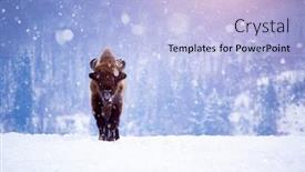  Presentation with bison - Beautiful presentation design featuring wild european bison in snowy backdrop and a light blue colored foreground