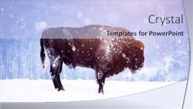  Presentation with bison - Presentation theme with wild european bison in snowy background and a light blue colored foreground