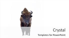  Presentation with bison - Presentation theme with wild european bison on white background and a white colored foreground