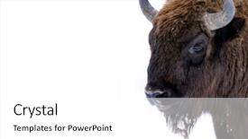  Presentation with bison - Presentation consisting of wild european bison on white background and a white colored foreground